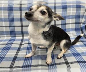 Chihuahua Dogs for adoption in Grovetown, GA, USA