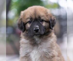 Labrador Retriever-Unknown Mix Dogs for adoption in San Diego, CA, USA