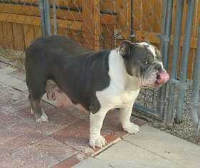 Bulldog Dogs for adoption in Tucson, AZ, USA