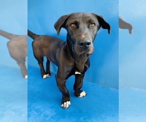 Labrador Retriever-Unknown Mix Dogs for adoption in Calgary, Alberta, Canada