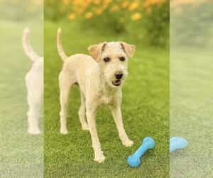 Maltese Dogs for adoption in Menifee, CA, USA