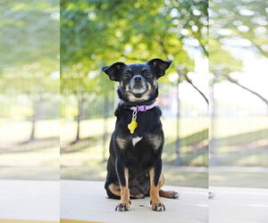 Chihuahua Dogs for adoption in Sandy, UT, USA