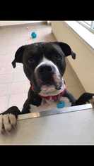 Boxer-Staffordshire Bull Terrier Mix Dogs for adoption in Ardsley, NY, USA