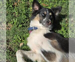 Australian Shepherd-Unknown Mix Dogs for adoption in San Antonio, TX, USA