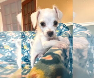 Chihuahua-Unknown Mix Dogs for adoption in Pacolet, SC, USA