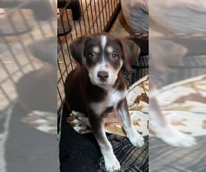 Labrador Retriever-Unknown Mix Dogs for adoption in Minneapolis, MN, USA