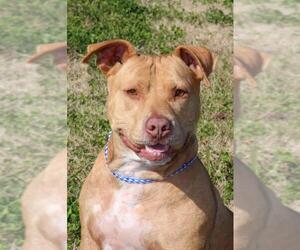 American Pit Bull Terrier-Unknown Mix Dogs for adoption in Natchitoches, LA, USA