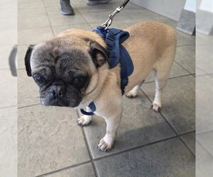 Pug Dogs for adoption in San Antonio, TX, USA