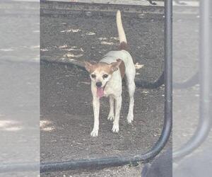 Mutt Dogs for adoption in San Antonio, TX, USA