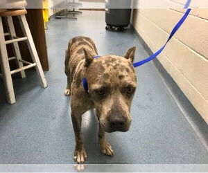 American Pit Bull Terrier Dogs for adoption in West Palm Beach, FL, USA