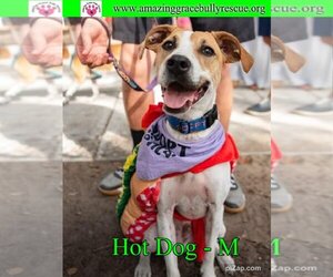 Labrador Retriever-Plott Hound Mix Dogs for adoption in Pensacola, FL, USA