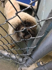Pomeranian Dogs for adoption in Evansville, IN, USA