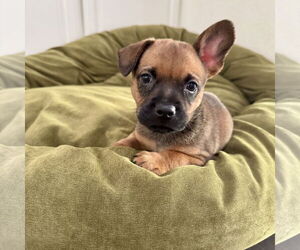 Mutt Dogs for adoption in San Juan Capistrano, CA, USA