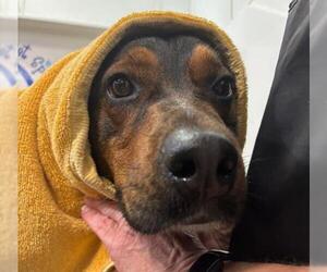 Labrador Retriever-Unknown Mix Dogs for adoption in Bakersfield, CA, USA