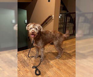 Unknown-Wheaten Terrier Mix Dogs for adoption in Fishers, IN, USA