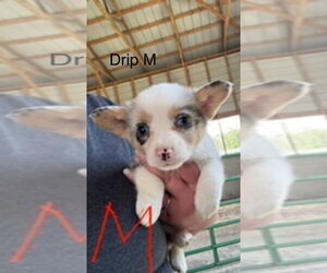Mutt Dogs for adoption in Studio City, CA, USA