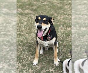 Greater Swiss Mountain Dog-Labrador Retriever Mix Dogs for adoption in Brewster, NY, USA