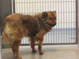 Chow Chow Dogs for adoption in Denver, CO, USA