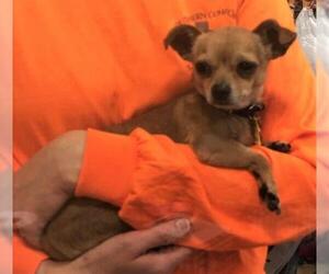 Chihuahua Dogs for adoption in Santa Fe, TX, USA