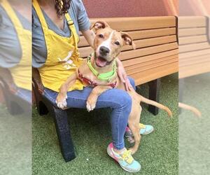 American Pit Bull Terrier Dogs for adoption in San Francisco, CA, USA