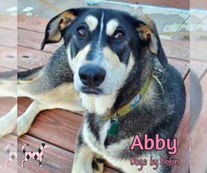 Alusky Dogs for adoption in Kansas City, MO, USA
