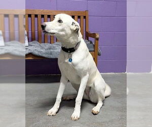 Labrador Retriever-Unknown Mix Dogs for adoption in Genesee, WI, USA
