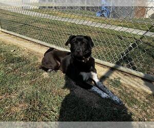 Labrador Retriever-Unknown Mix Dogs for adoption in Grand Prairie, TX, USA