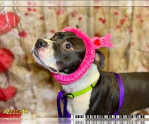 American Pit Bull Terrier Dogs for adoption in West Palm Beach, FL, USA