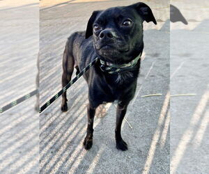 Pug-Unknown Mix Dogs for adoption in Evansville, IN, USA