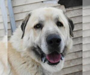 Great Pyrenees Dogs for adoption in Wadena, MN, USA