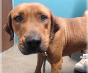 Redbone Coonhound Dogs for adoption in Houston, TX, USA