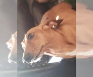 Dachshund Dogs for adoption in Spring Lake, NJ, USA