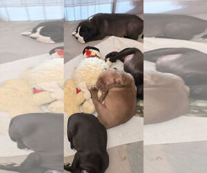 American Pit Bull Terrier-Labrador Retriever Mix Dogs for adoption in Ball Ground, GA, USA