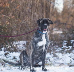 Mastiff Dogs for adoption in Flora, IL, USA