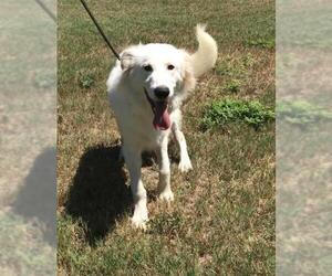 Great Pyrenees Dogs for adoption in Waco, TX, USA