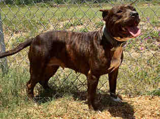 American Staffordshire Terrier Dogs for adoption in Augusta, GA, USA
