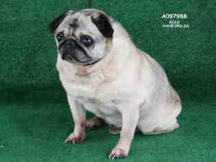 Pug Dogs for adoption in Hanford, CA, USA