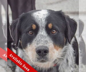 Labrador Retriever-Unknown Mix Dogs for adoption in Huntley, IL, USA