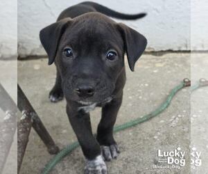 Labrador Retriever-Unknown Mix Dogs for adoption in Washington, DC, USA