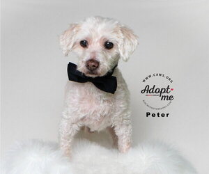 Mutt Dogs for adoption in Salt Lake City, UT, USA