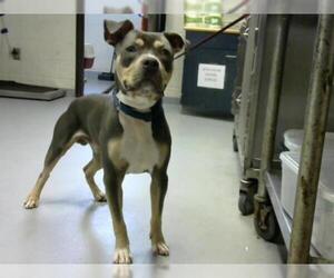 American Pit Bull Terrier Dogs for adoption in Fayetteville, NC, USA