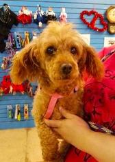 Poodle (Miniature) Dogs for adoption in Mission, KS, USA