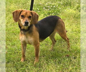 Beagle-Unknown Mix Dogs for adoption in Wetumpka, AL, USA