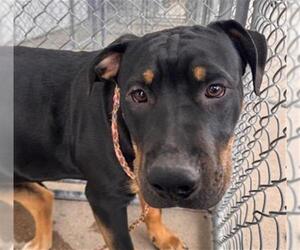 German Shepherd Dog-Unknown Mix Dogs for adoption in Bakersfield, CA, USA