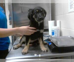German Shepherd Dog-Unknown Mix Dogs for adoption in Fayetteville, NC, USA