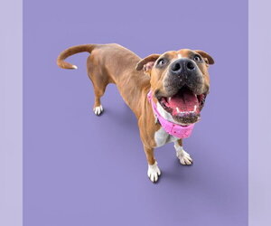 Mutt Dogs for adoption in Bakersfield, CA, USA