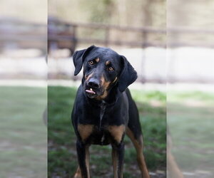 Black and Tan Coonhound-Unknown Mix Dogs for adoption in Belleville, IL, USA