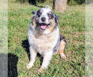 Australian Shepherd Dogs for adoption in Vail, AZ, USA