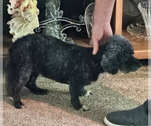 Poodle (Miniature) Dogs for adoption in Cuyahoga Falls , OH, USA