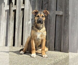 Mutt Dogs for adoption in pomfret, CT, USA